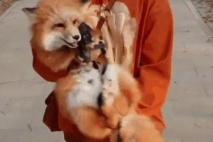 以家养狐狸的种种乐趣（探索与宠物狐狸相伴的奇妙体验）