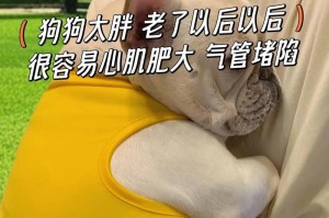 如何通过饮食增加以太迪的体重（探索以太迪增重的有效饮食方法）