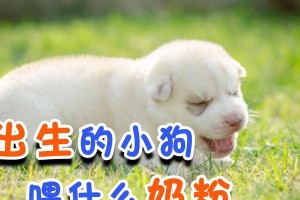 如何选择适合幼犬的奶粉（幼犬奶粉的种类和喂养要点）