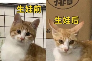猫生育的准备工作（为了猫咪的健康和幸福，请提前做好以下准备工作）