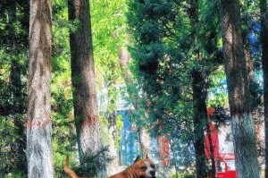 魅力无穷的斯塔福犬（探秘斯塔福犬的历史、特点和饲养技巧）
