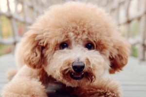 泰迪幼犬的行走发育及时机探究（什么时候开始走路？）