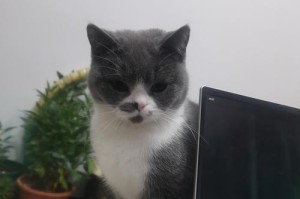 猫咪为何总背对着我？（探究猫咪行为中的背对现象）