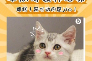 解决领养猫咪皮肤问题的有效方法（专家指导，让你的猫咪远离皮肤问题）