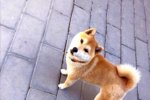 选择适合骑行的狗狗（探寻最适合骑行的狗狗品种及特点）