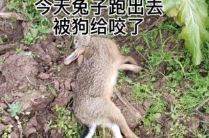 出门狗为什么老冲我咬？（探究狗咬人行为背后的原因）