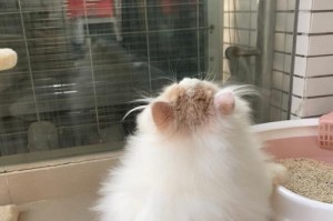 波斯猫泪痕处理指南（宠物的美容必修课程）