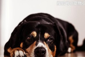 狗狗呼吸频率异常的测量与警示（如何判断狗狗呼吸频率是否异常？什么情况下需要关注？）