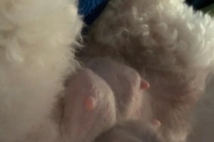 母狗怀孕期间流液体的原因和注意事项（探究母狗怀孕期间流液体的表现和处理方法）
