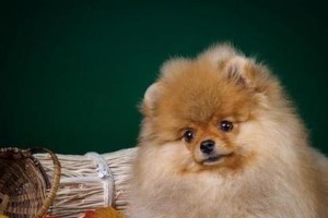 博美狗狗该如何选择合适的狗粮？（了解博美吃泡软狗粮的原因及如何选择）