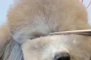 在家自己给狗狗修剪毛发，轻松掌握关键技巧（为宠物提供舒适的理发体验，）