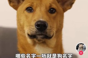 犬之美（从名字到个性，以犬为主题的名字的秘密与意义）