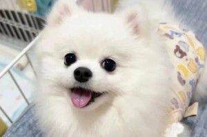 以俊介的系博美探索之旅（探索博美的外貌、性格和培育方法）