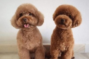 贵宾犬价格的决定因素（了解贵宾犬价格的关键因素及其影响）