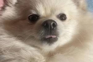 主题：如何正确饲养博美犬