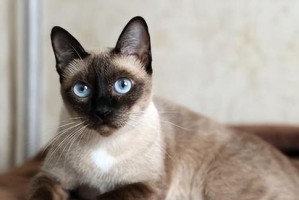 名猫的神秘与魅力（探索世界各地闻名的猫咪品种与故事）