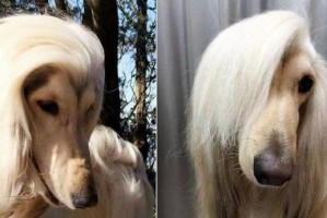 阿富汗猎犬的日常护理方法（宠物爱好者必看，了解如何照顾你的阿富汗猎犬）