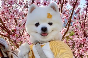 探秘博美犬的成长发育时间表（了解博美犬生长的关键期及如何科学喂养）