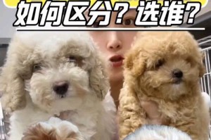新手养宠指南（为新手主人提供关于泰迪狗幼犬饮食的必备知识）