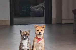 幼犬的散步时间究竟多久合适？（帮你了解幼犬散步时间的正确安排）