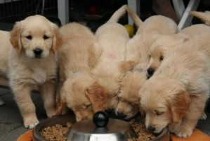 狗狗生长黄金时期的科学喂养方法（从幼犬到成犬，如何为你的宠物提供健康饮食）