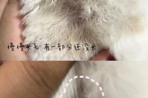 3个月泰迪得真菌皮肤病的治疗与护理（真菌皮肤病的症状、治疗方案及常见护理方法）