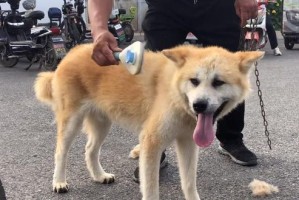 秋田犬的追踪训练之道（以宠物为主，让秋田犬成为你的得力助手）