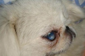 狗狗吃什么会引起浮肿？（了解导致狗狗浮肿的食物及其症状）