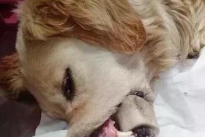 狗狗喉咙发炎吃什么药？（宠物也需要“药石无忧”！）