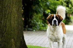 圣伯纳幼犬感冒治疗指南（如何帮助你的宠物摆脱感冒的烦恼）