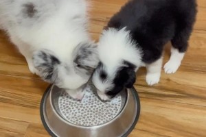 边牧幼犬的日常饮食需求（每天150克狗粮满足边牧宝宝的成长）