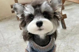 如何选择适合以家养的中型犬（挑选适合家庭条件的中型犬品种）