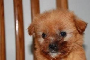 如何判断以罗福梗犬的健康状态？（宠物犬健康大事记，从这些方面判断）