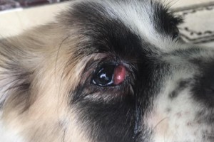 为什么狗不会流眼泪？（探秘狗狗的泪水之谜）