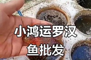 探秘罗汉的成长历程（一种守望者的蜕变之旅）