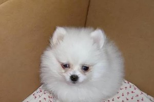 揭秘博美犬价格（了解博美犬的市场行情与价位范围）