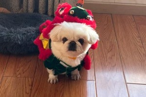 京巴幼犬嘴唇为什么从黑色变粉色？（了解京巴幼犬嘴唇变色的原因及意义）