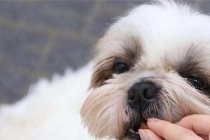 宠物犬的寄生虫防治（以平常帮狗狗预防寄生虫）