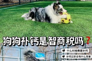 幼犬补钙时机及方法探讨（科学补钙，守护幼犬健康成长）