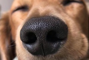 狗狗鼻炎的诊断与检查方法（了解狗狗鼻炎的检查流程，保护宠物的呼吸健康）