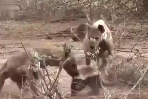 为什么狗有时候用屁股对着人？（探究狗用屁股对着人的行为原因）