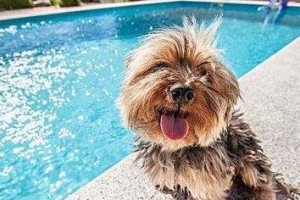 如何正确洗澡狗狗？（注意事项、步骤详解）