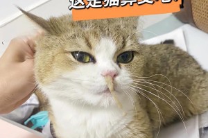 猫咪鼻子干干并不一定意味着生病（环境因素也会影响猫咪鼻子的湿度）