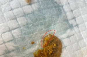 探索狗跳蚤卵的特征与生命周期（了解狗跳蚤卵的外观和行为习性，保护宠物免受跳蚤侵扰）