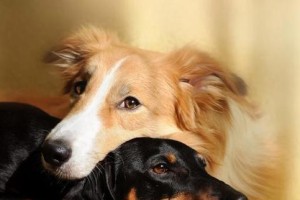 春季宠物狗狗易患疾病的防治（预防胃肠道疾病、皮肤病和嗜好性疾病）