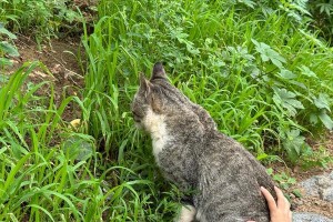 猫喜欢什么草？（揭秘猫咪爱吃的草种，让你更懂它们的口味！）