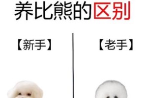 养比熊犬攻略