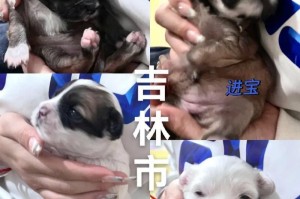 以边牧为主的杂交犬种（揭开以边牧为主的杂交犬种的神秘面纱）
