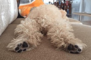 宠物狗走路外八字是正常现象吗？（探究狗狗走路姿势的原因及对狗狗健康的影响）