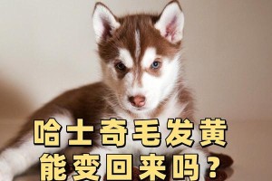 如何让狗狗毛长得快？（以合理饮食促进狗狗毛发生长）